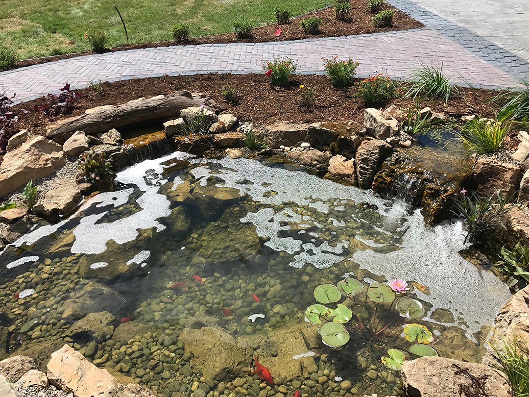 Designing Koi Pond