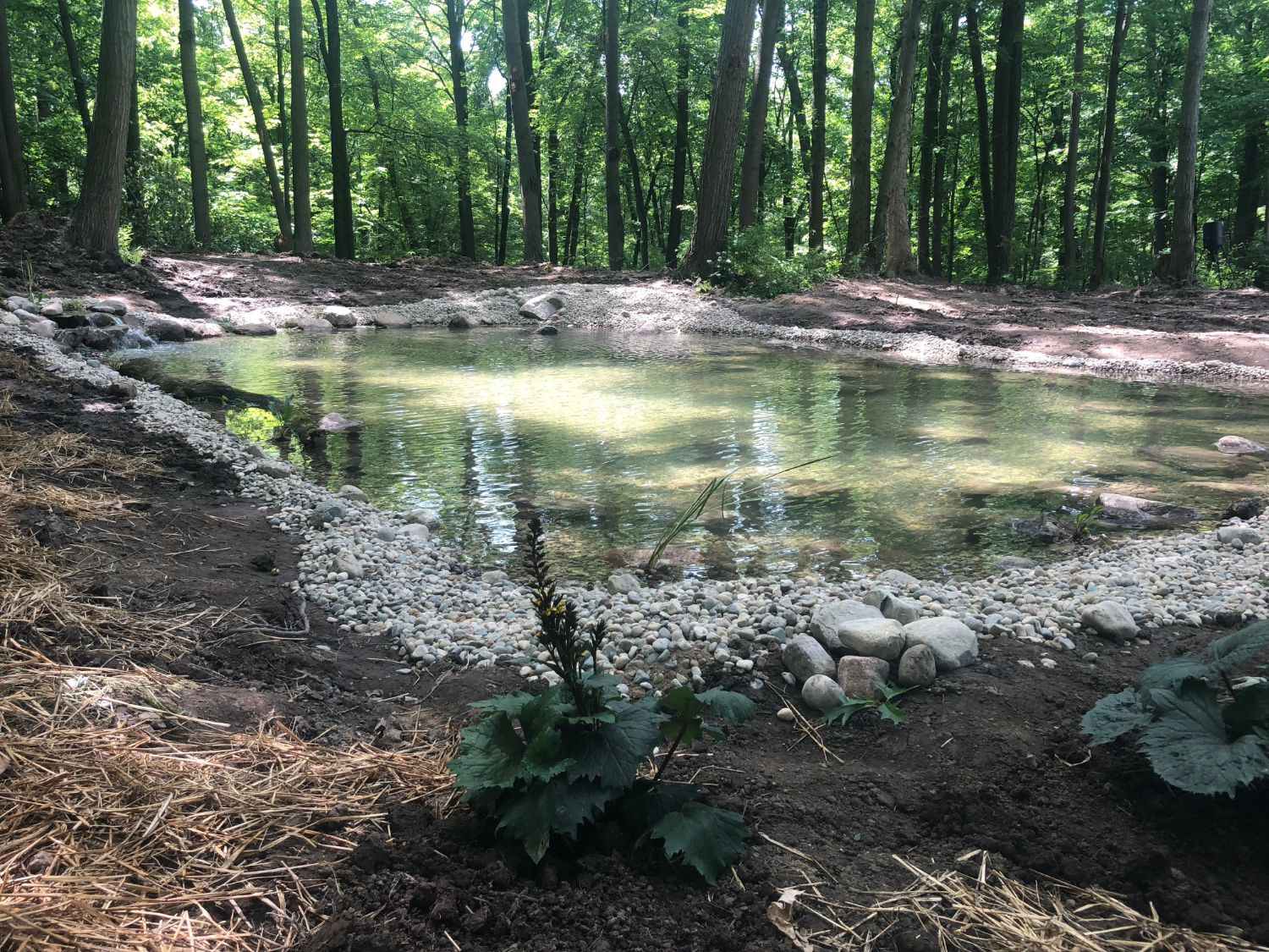 Natural Pond