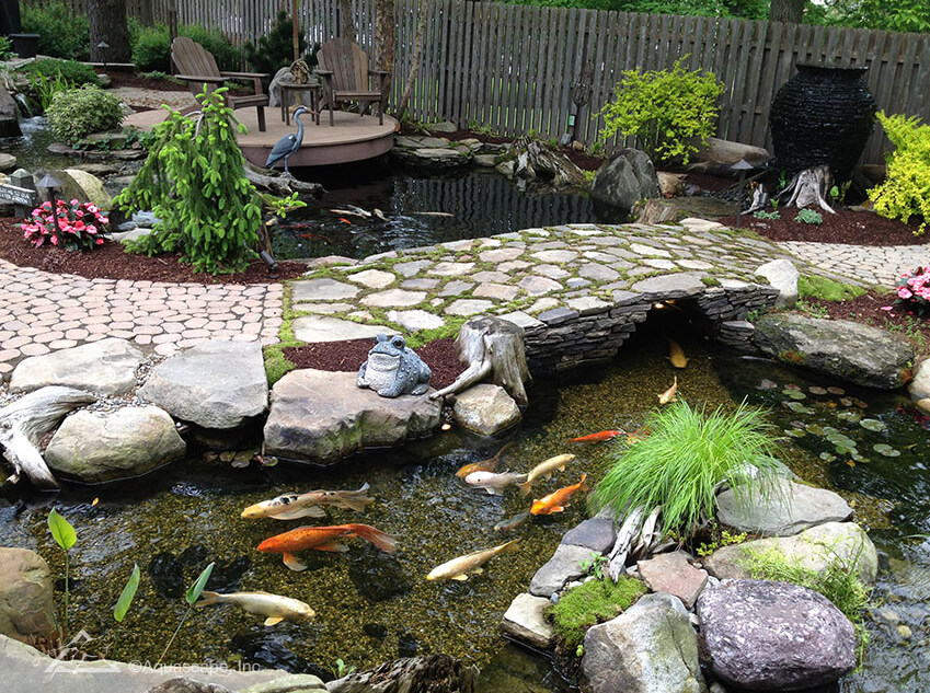 Pond with koi fish