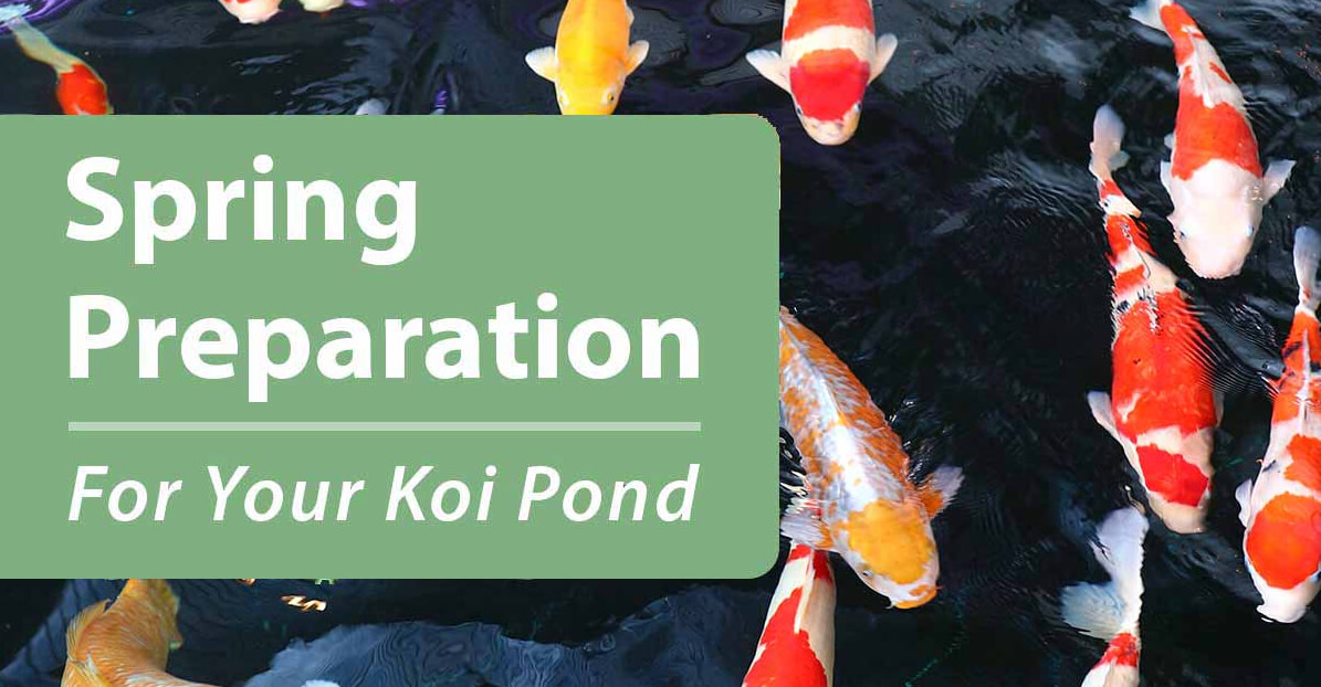 Spring Preparation for your koi pond