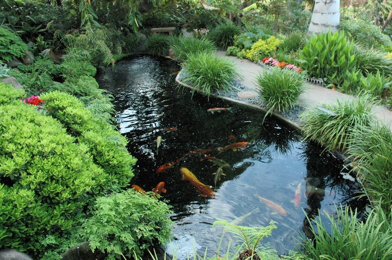 Understand and Manage Pond Algae