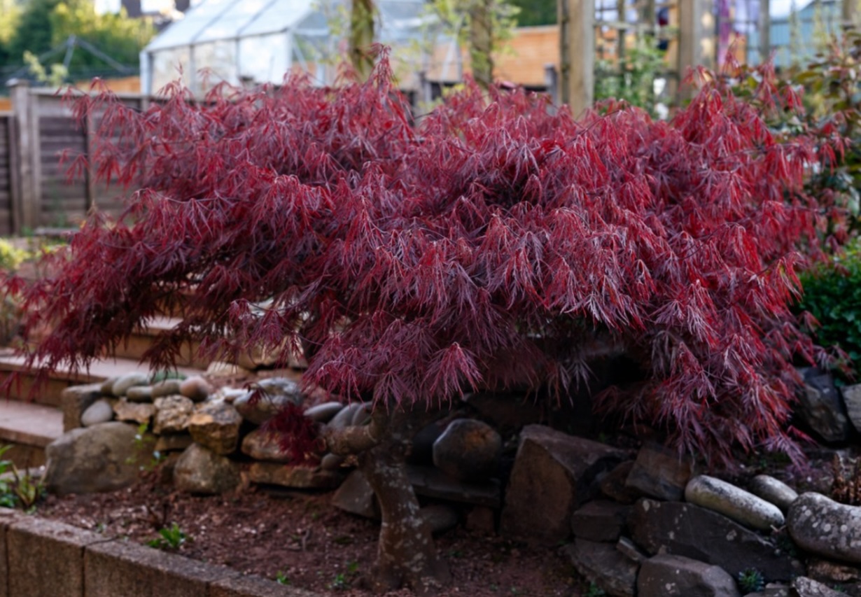 Japanese Maple