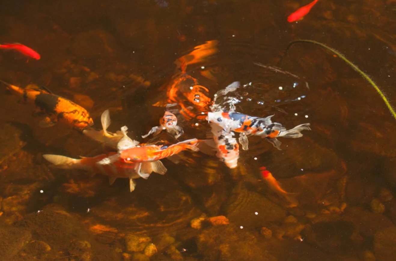 Brown Pond Water