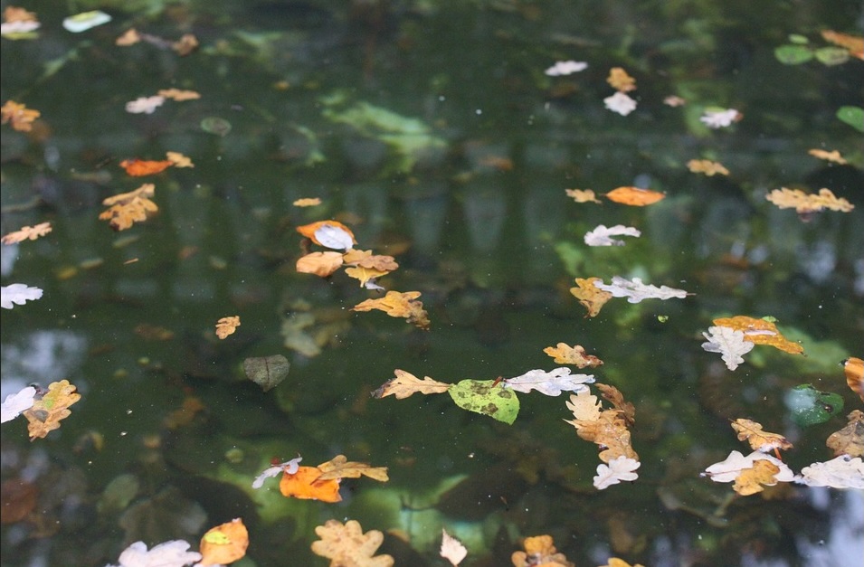 Leaves on pond