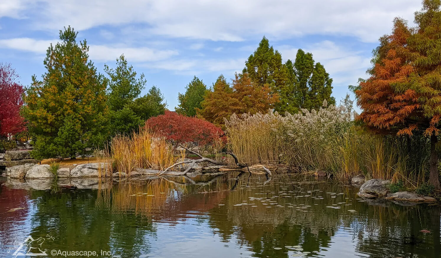 Better Understand Your Pond Filtration