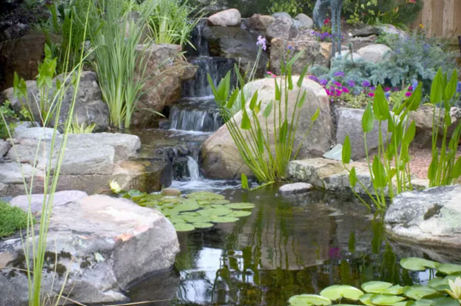 Add plants to your pond