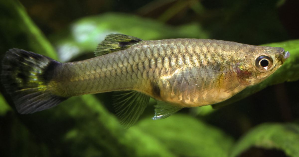 Mosquito Fish
