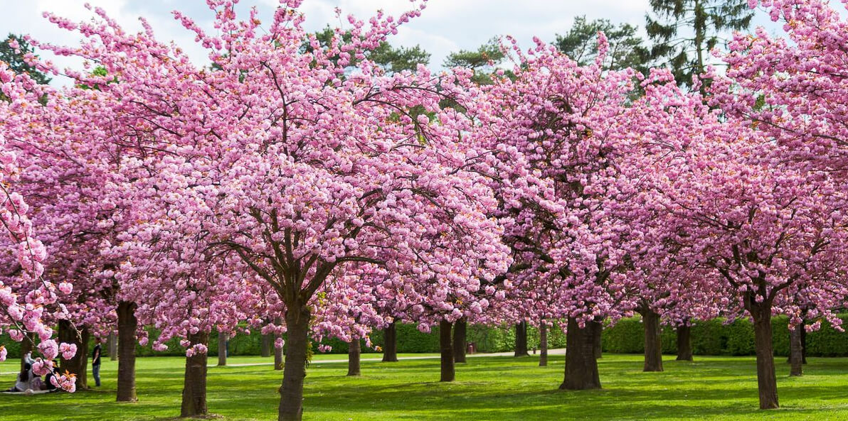 Add Spring Color to your Landscape