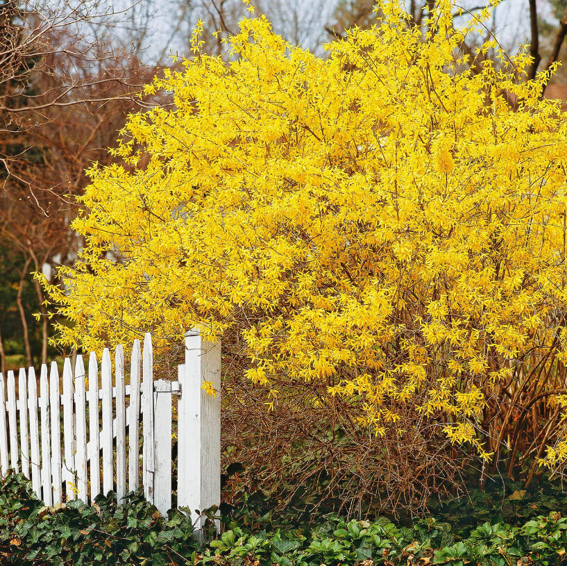 Trees & Shrubs