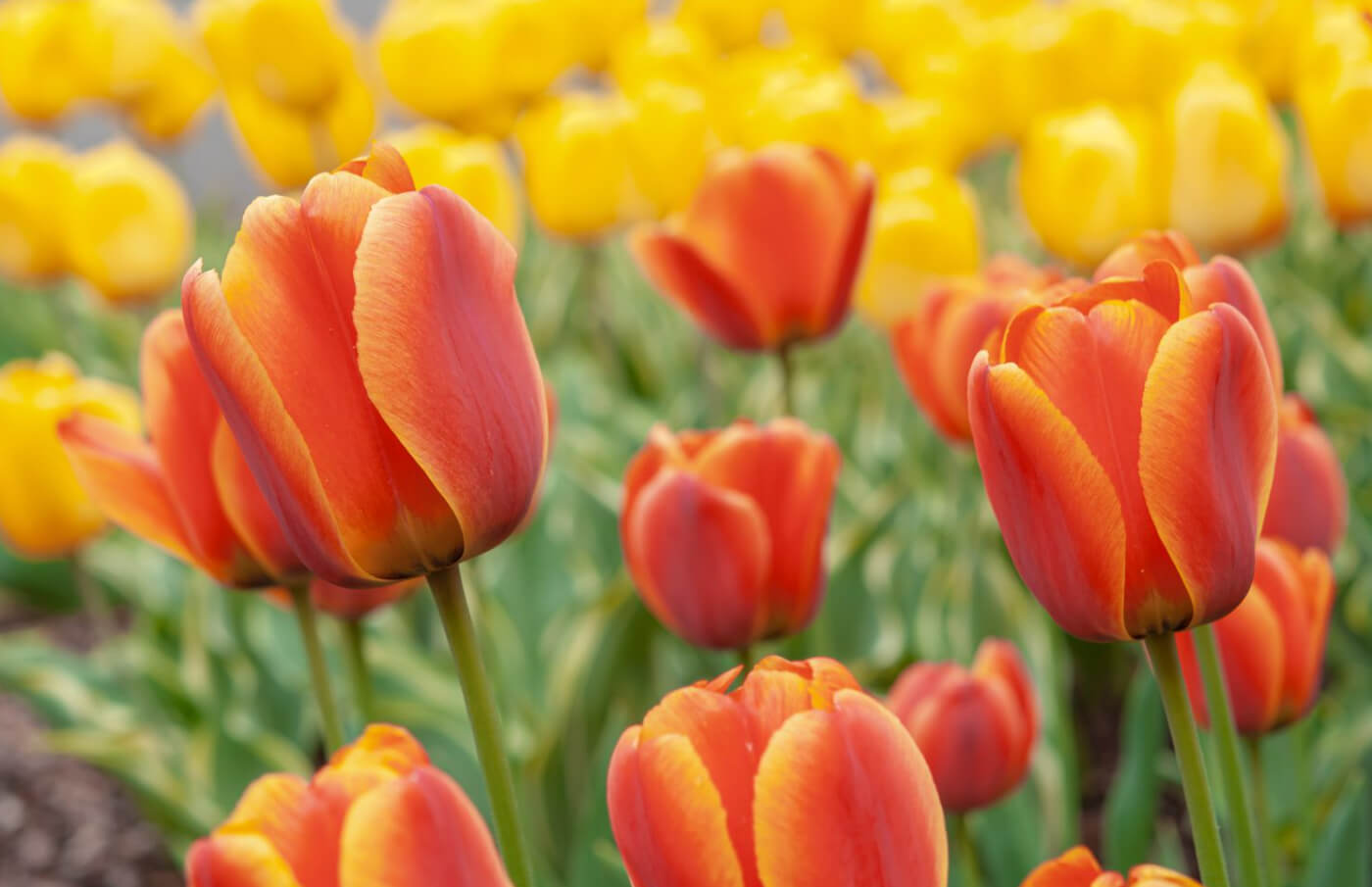Perennials