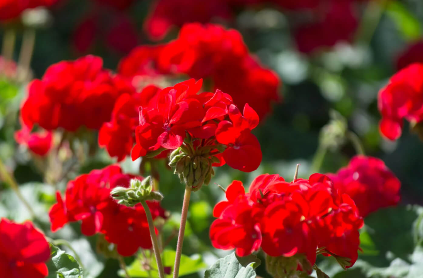 Annuals