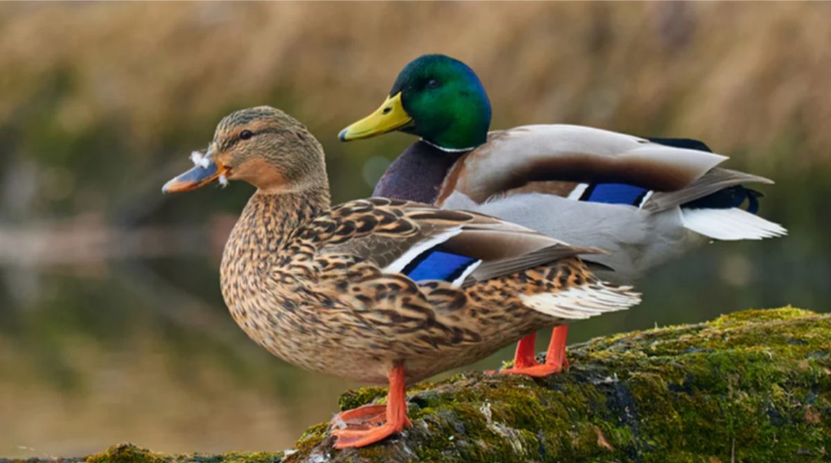 Ducks – Okay to Visit, Not to Stay