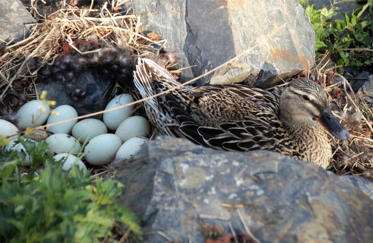 Duck Nuisances