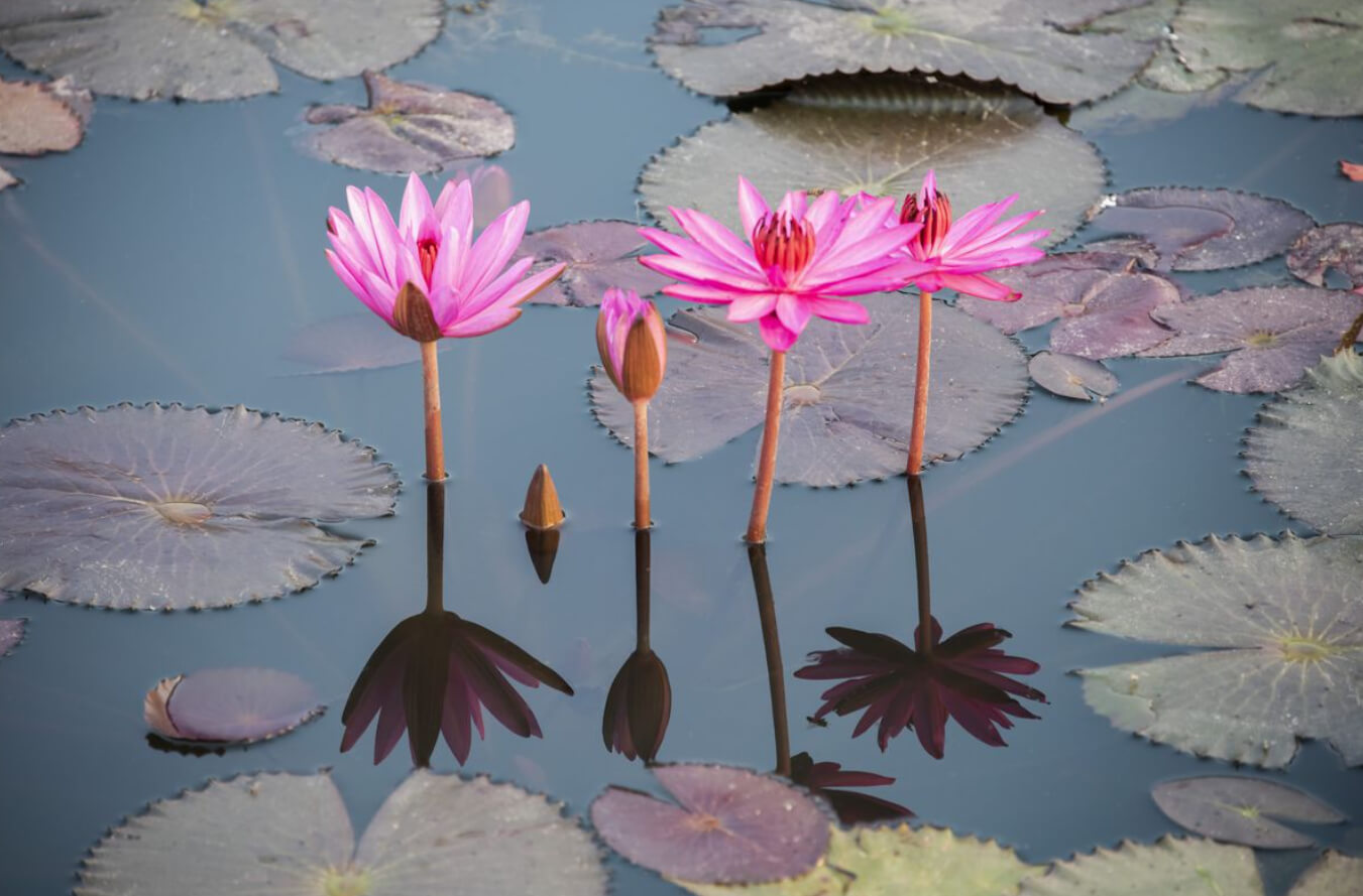 5 Plants That Help Filter Pond Water - Lotus