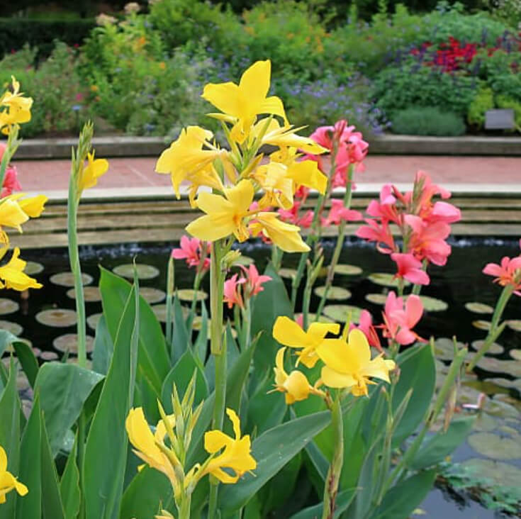 Canna Lily