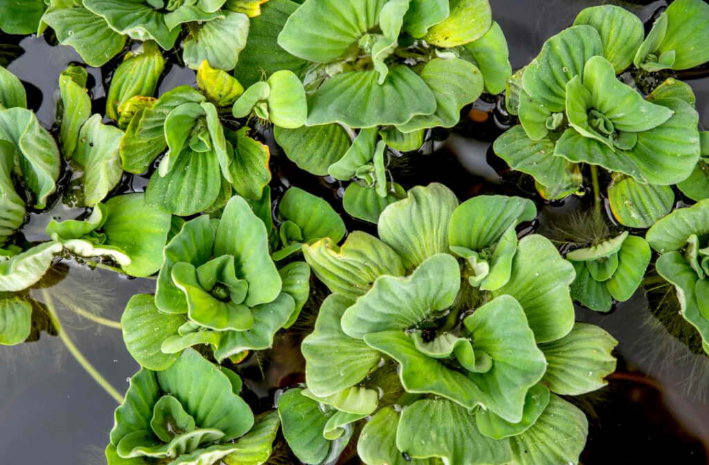 Water Lettuce