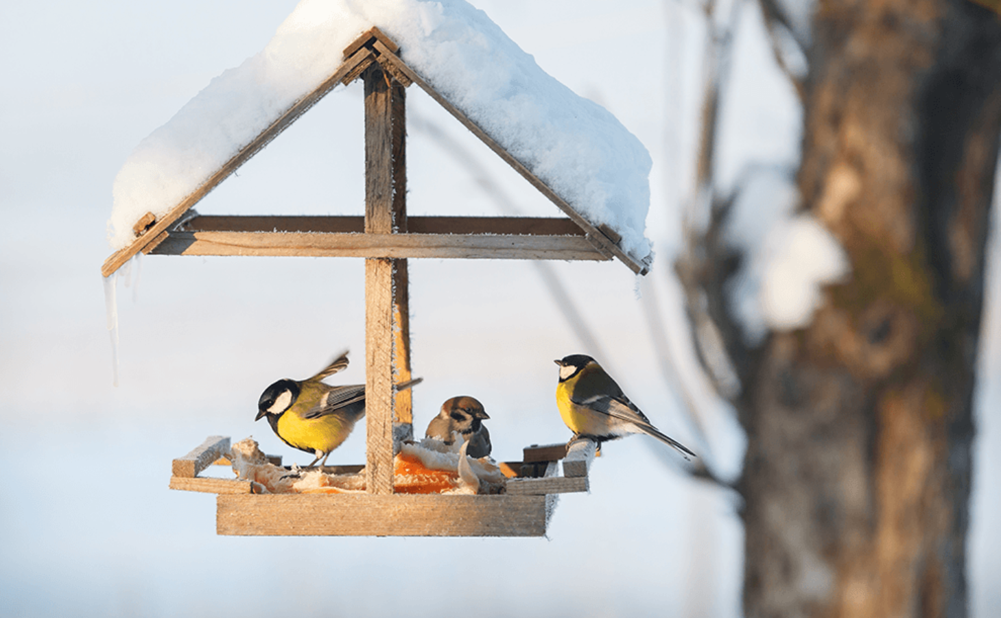 Wild birds