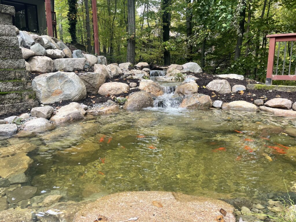Koi pond with waterfall in the far back