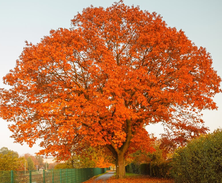 Oak Trees