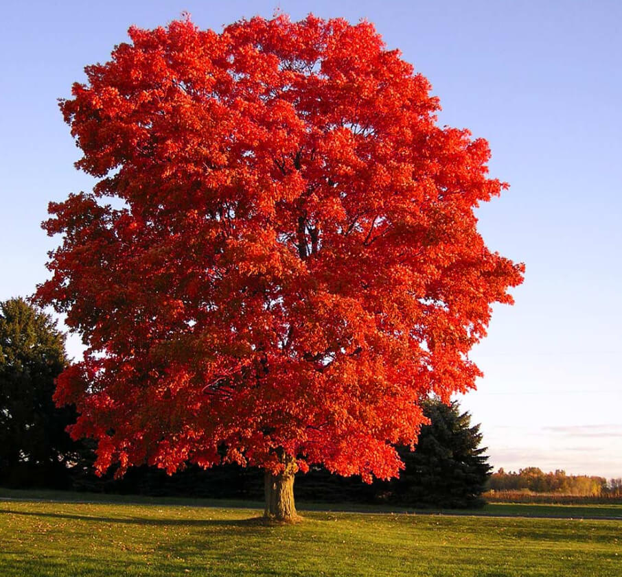 Red Maple