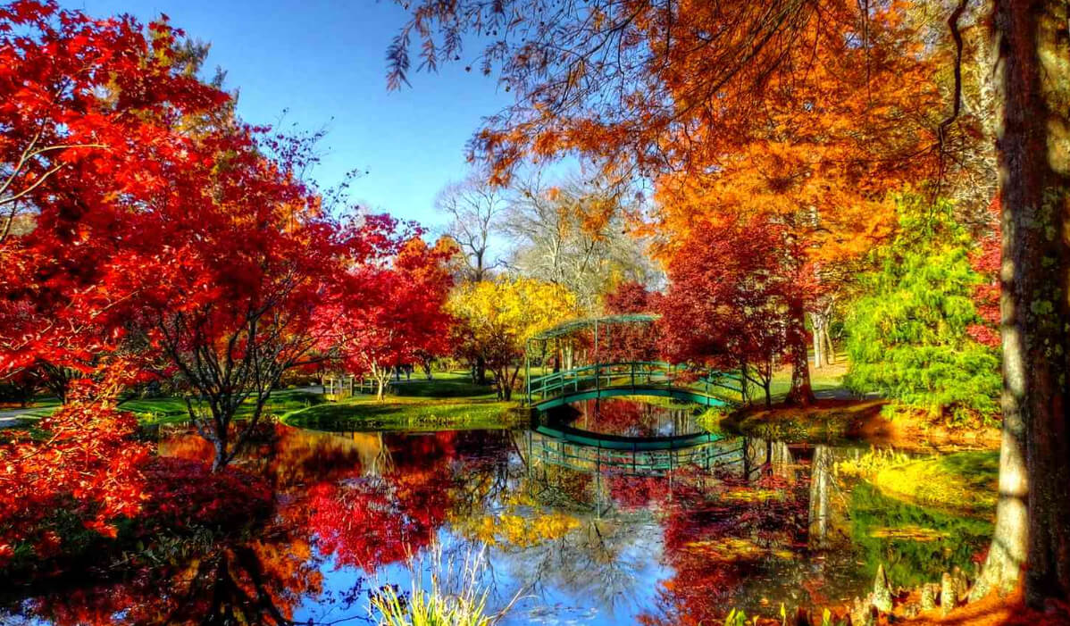 fall foliage