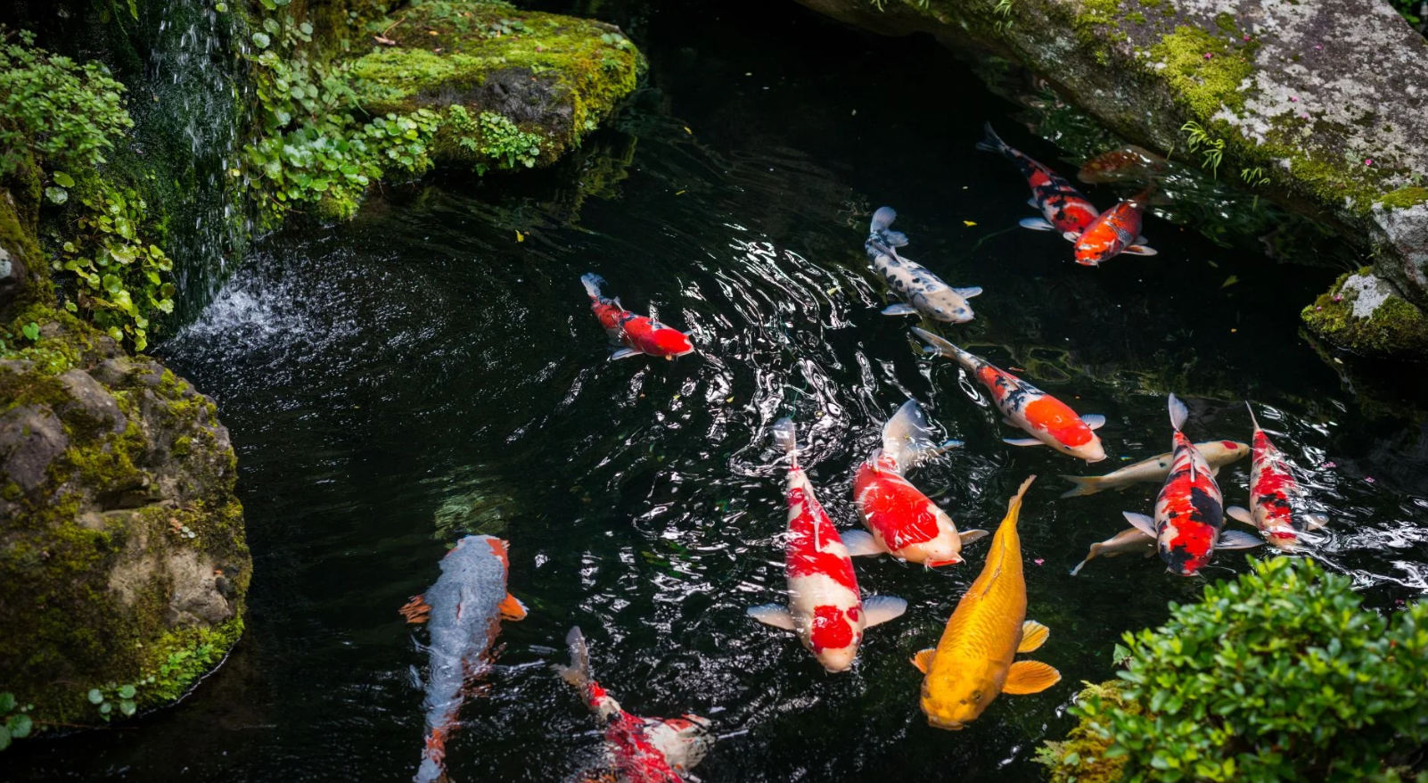 Koi In Winter