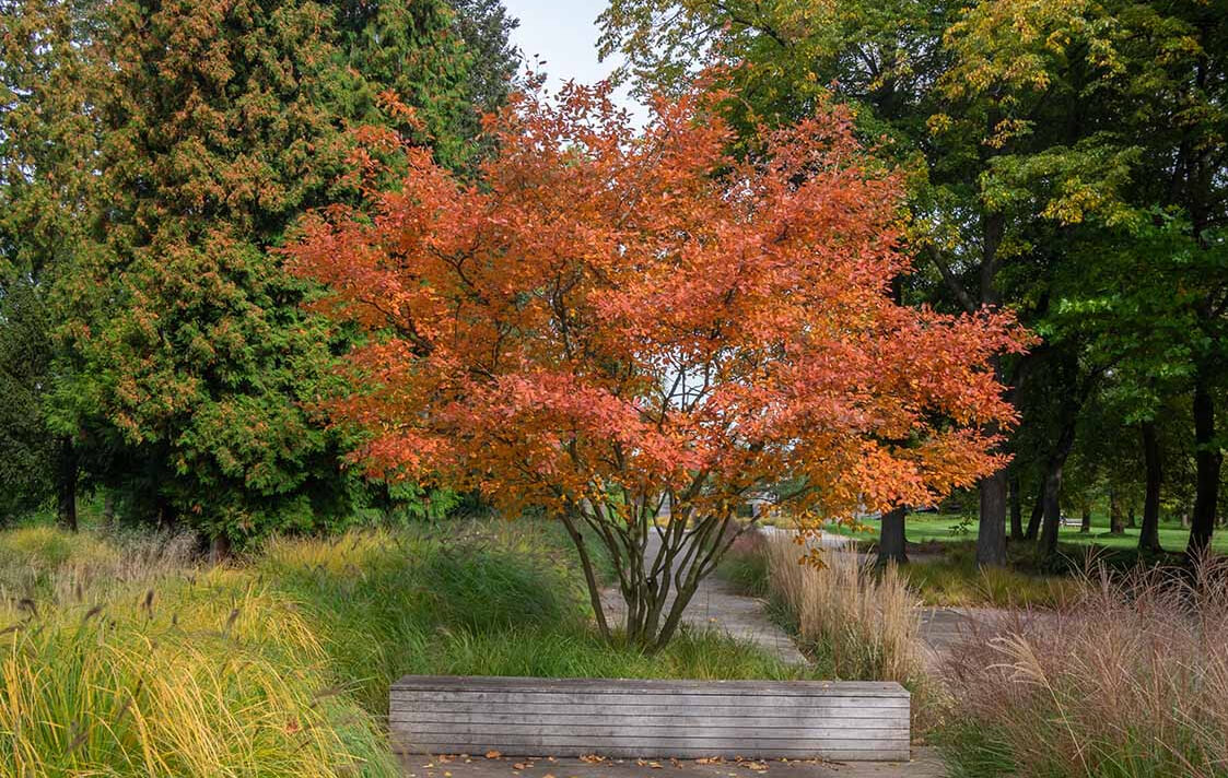 Serviceberry