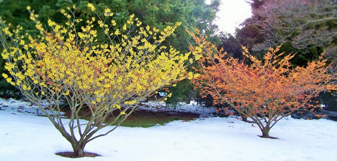Witch Hazel