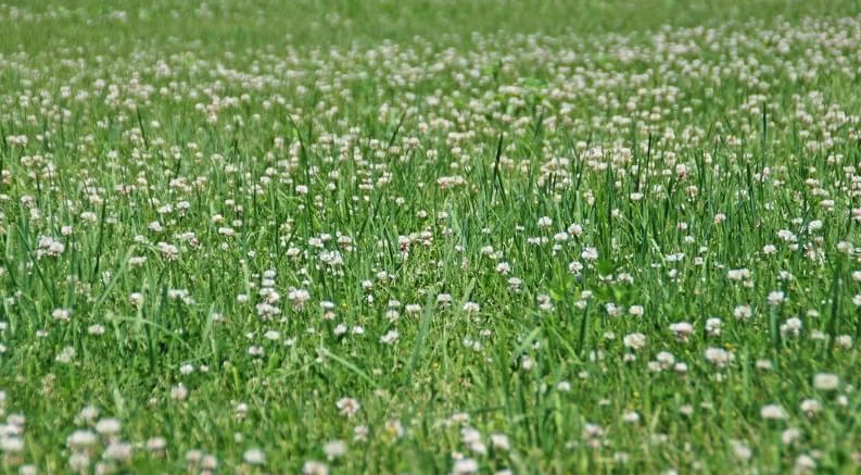 Opt for Ground Covers Instead of Grass