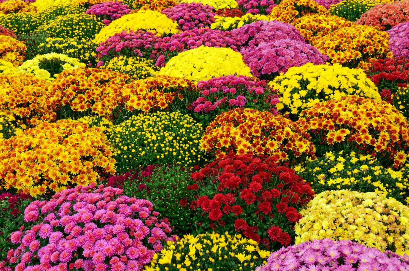 7 Plants That Look Great in a Fall Landscape