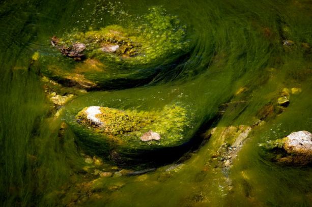String algae in pond