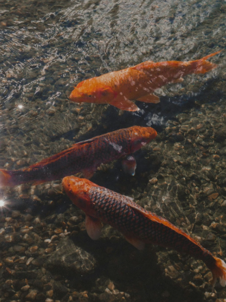 Fish swimming in clear water
